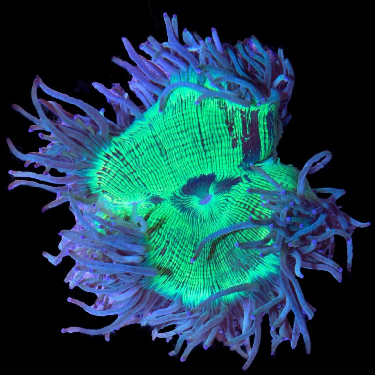LPS: Elegance Coral; Green; Aust.