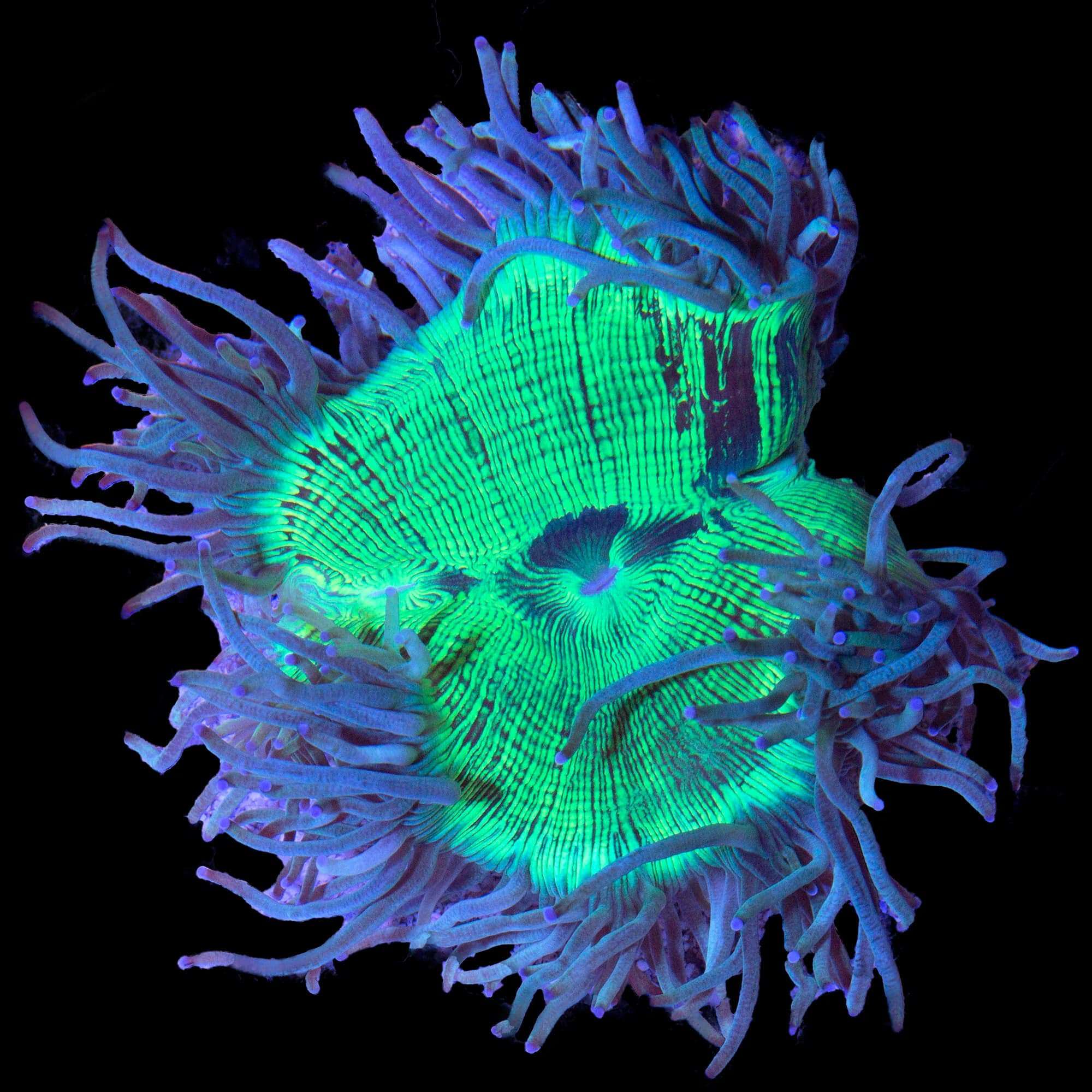 Elegance Coral; Green Australia - Catalaphyllia jardinei