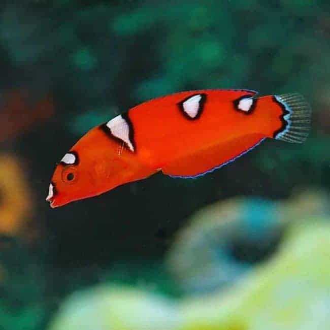 Wrasse: Red Coris; Juv.
