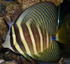 Sailfin Tang - Zebrasoma veliferum