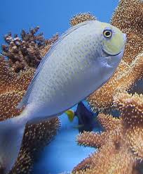 Spotted Unicorn Tang - Naso brevirostris