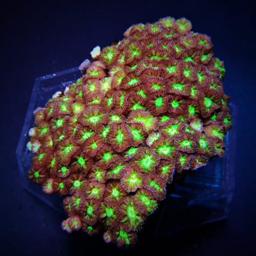 Blastomussa Merleti: Red/Green Australia - Blastomussa merleti