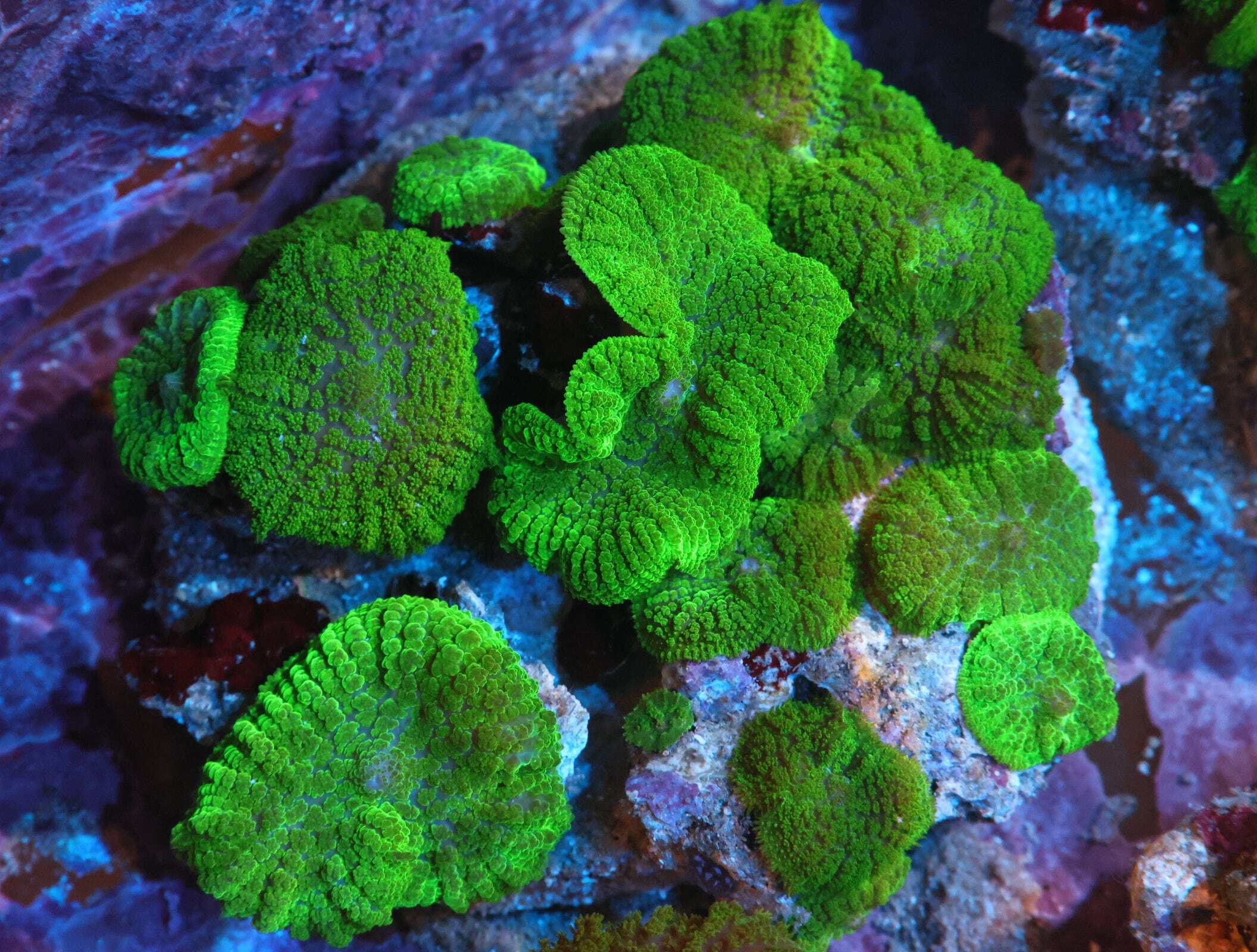 Mushroom: Green; Super