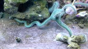 Starfish: Green Brittle