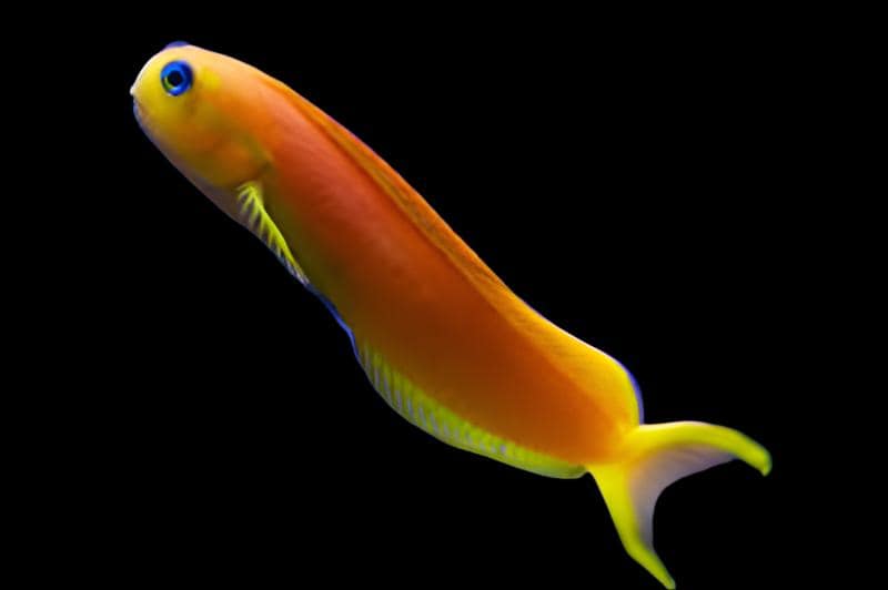 Midas Blenny; Golden; Africa - Ecsenius midas