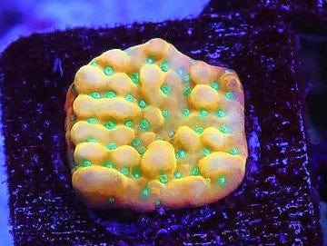JF Beach Bum Montipora; Cultured - Montipora sp