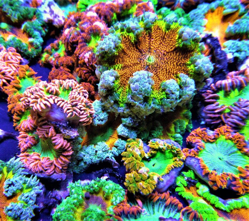 Flower Anemone; Red/Orange Super; Caribbean - Epicystis crucifer