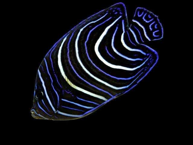 Koran Angel; Juv. - Pomacanthus semicirculatus