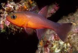 Ruby Red Cardinal - Apogon coccineus