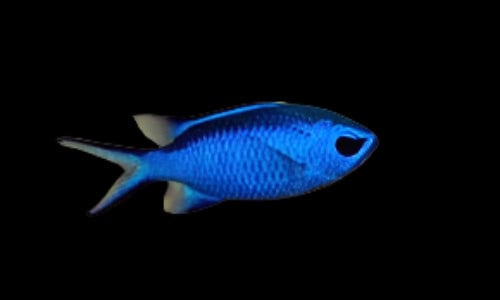 Blue Reef Chromis; Atl. - Chromis cyanea