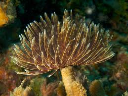 Feather Duster - Sabellastarte sp.