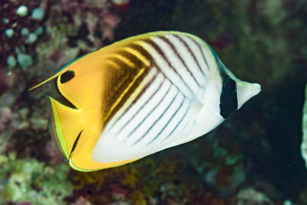 Butterfly: Auriga (Threadfin)