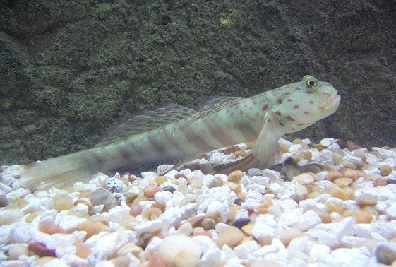 Watchman Goby (Pink/Blue Spot) - Cryptocentrus leptocephalus