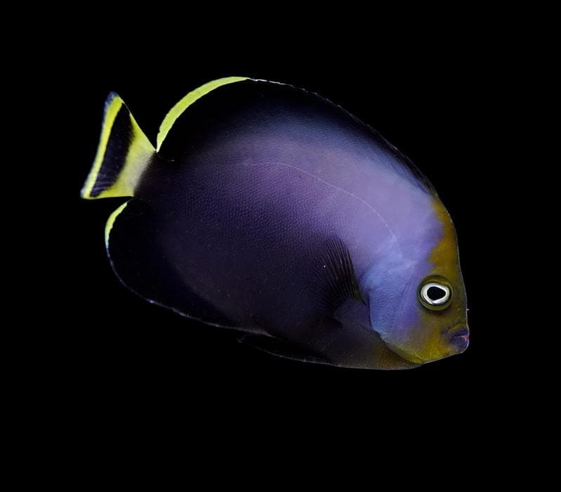 Angel: Grey Poma; Adult