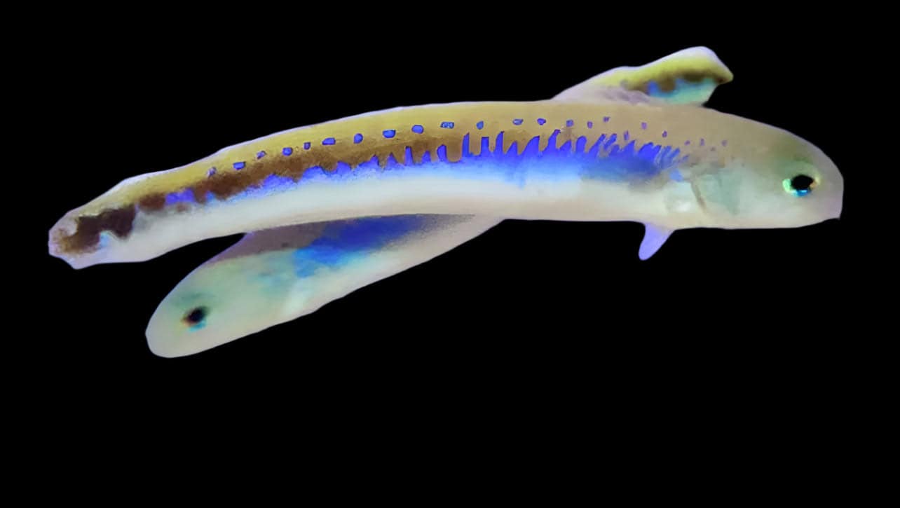 Tilefish: Oreni