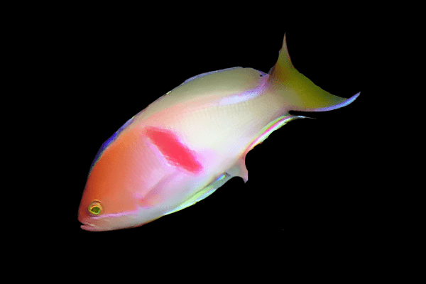 Anthias: Tricolor; Male