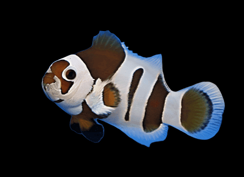Mocha Storm Ocellaris Clown; Captive Bred - Amphiprion ocellaris
