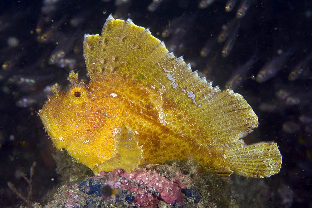 Leaf Fish; Yellow - Taenianotus triacanthus