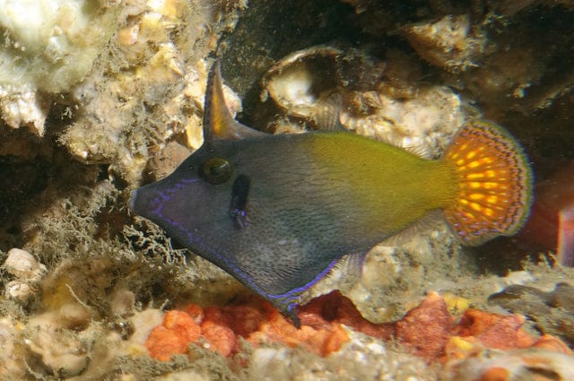 File: Red Tail