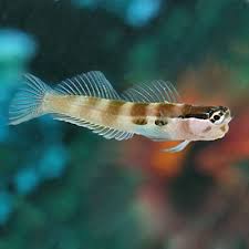 Blenny: Two Spot