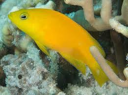 Yellow Pseudochromis - Pseudochromis aureus