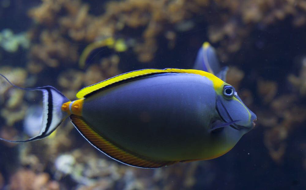 Tang: Blonde Naso Male