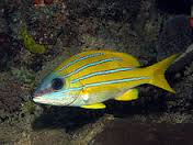 Blueline Snapper - Lutjanus quinquelineatus