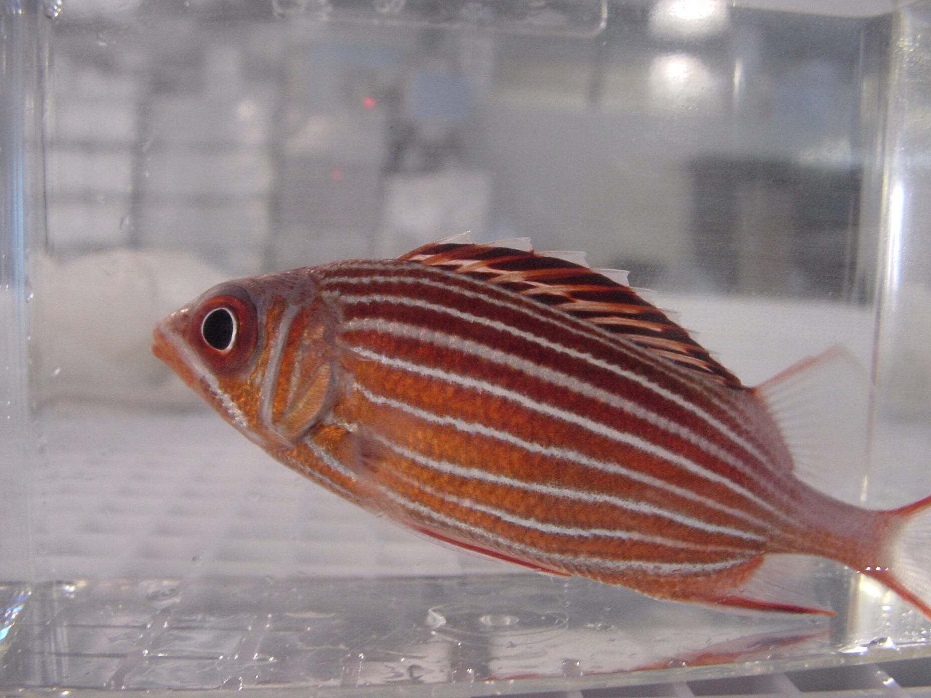 Candy Cane Squirrelfish - Sargocentron sp.