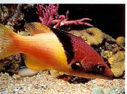 Hogfish: Eclipse