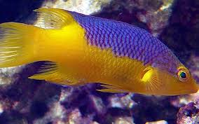 Hogfish: Spanish; Atl.