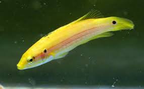Hogfish: Twospot (Candy)