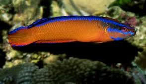 Pseudo: Aldabraensis (Neon);CB