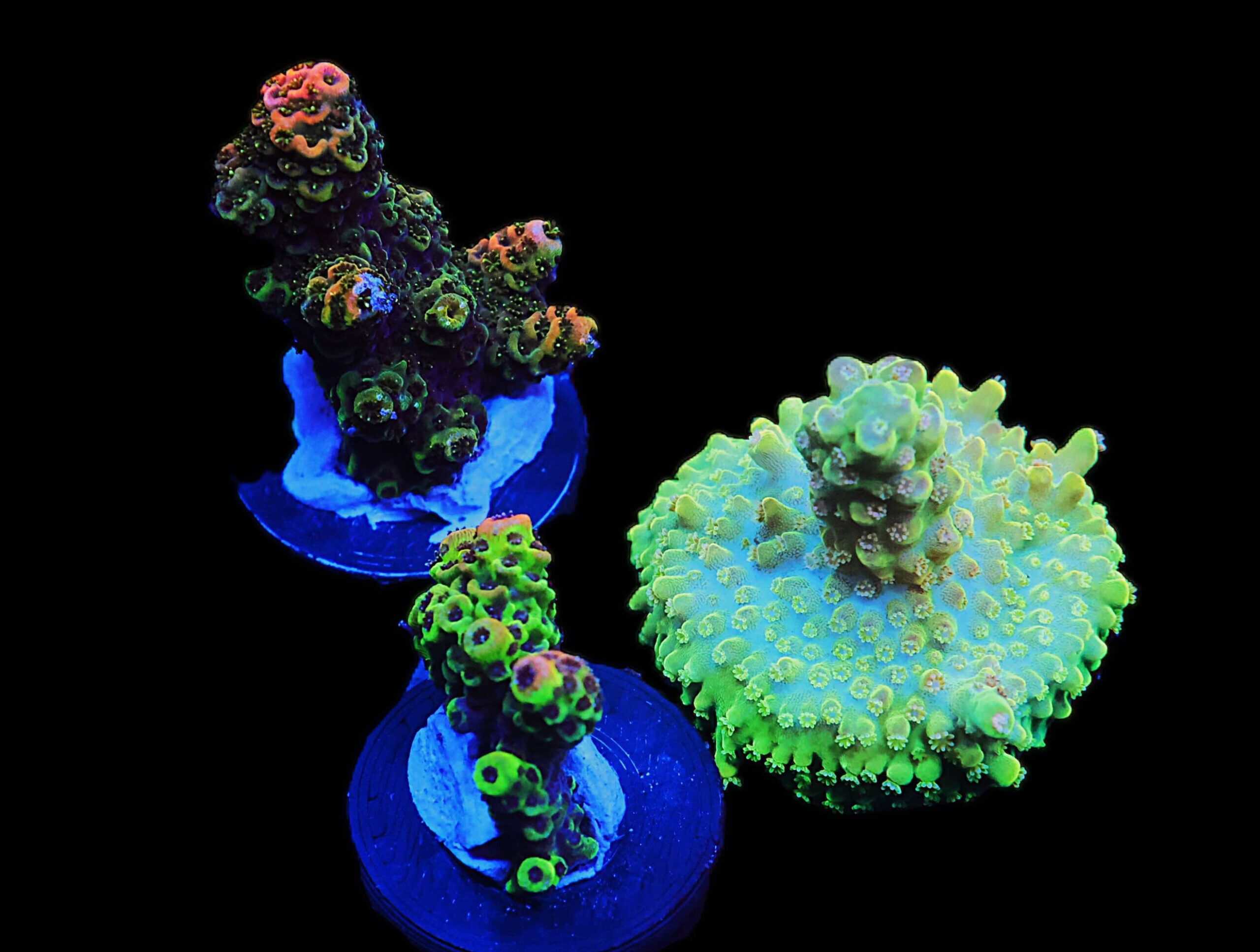 C145 - SDC ACROPORA PACK 3 PC