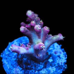 SDC Acropora; Lilac Attack Cu