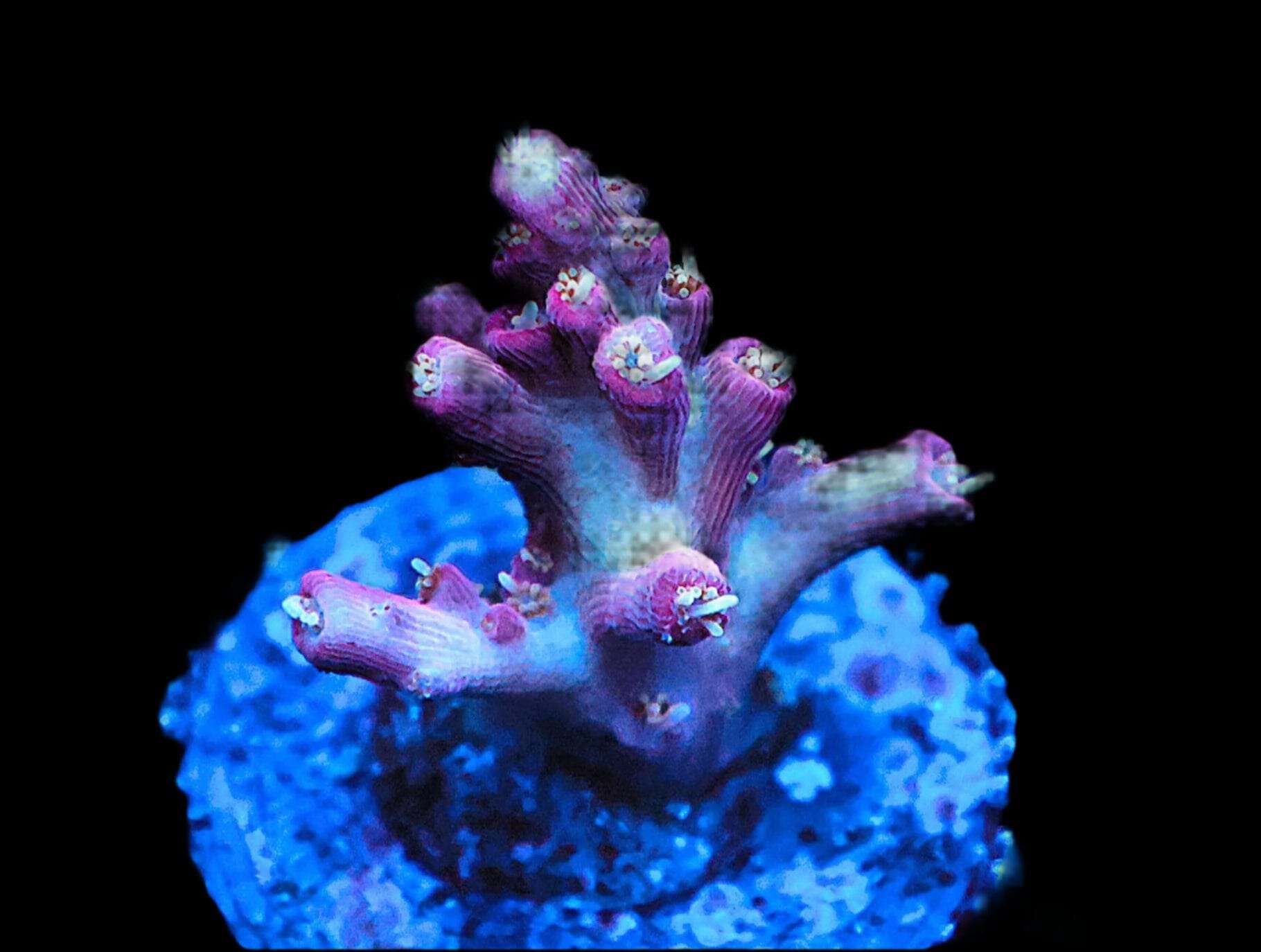 SDC Lilac Attack Acropora; Cultured - Acropora sp