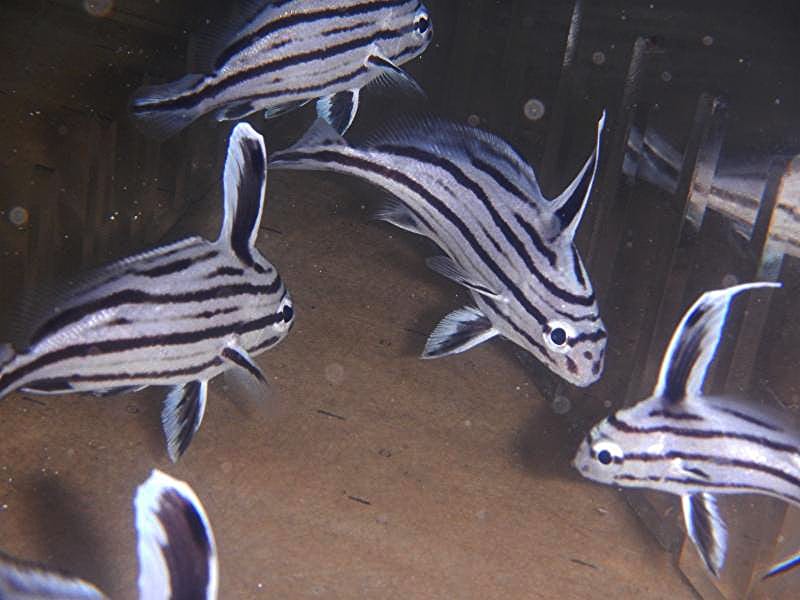 Hi Hat; Atl. - Equetus acuminatus