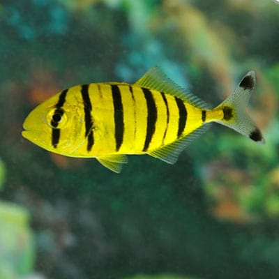 Pilotfish; Captive Bred - Gnathanodon speciosus