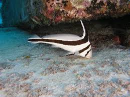 Misc. Fish: Jacknife Fish; Tank Raised