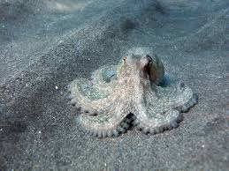 Misc. Invert: Octopus; Brown; Pacific