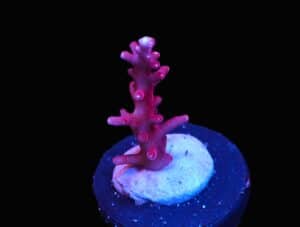 SDC Acro: Dragon Acro: Red Cult