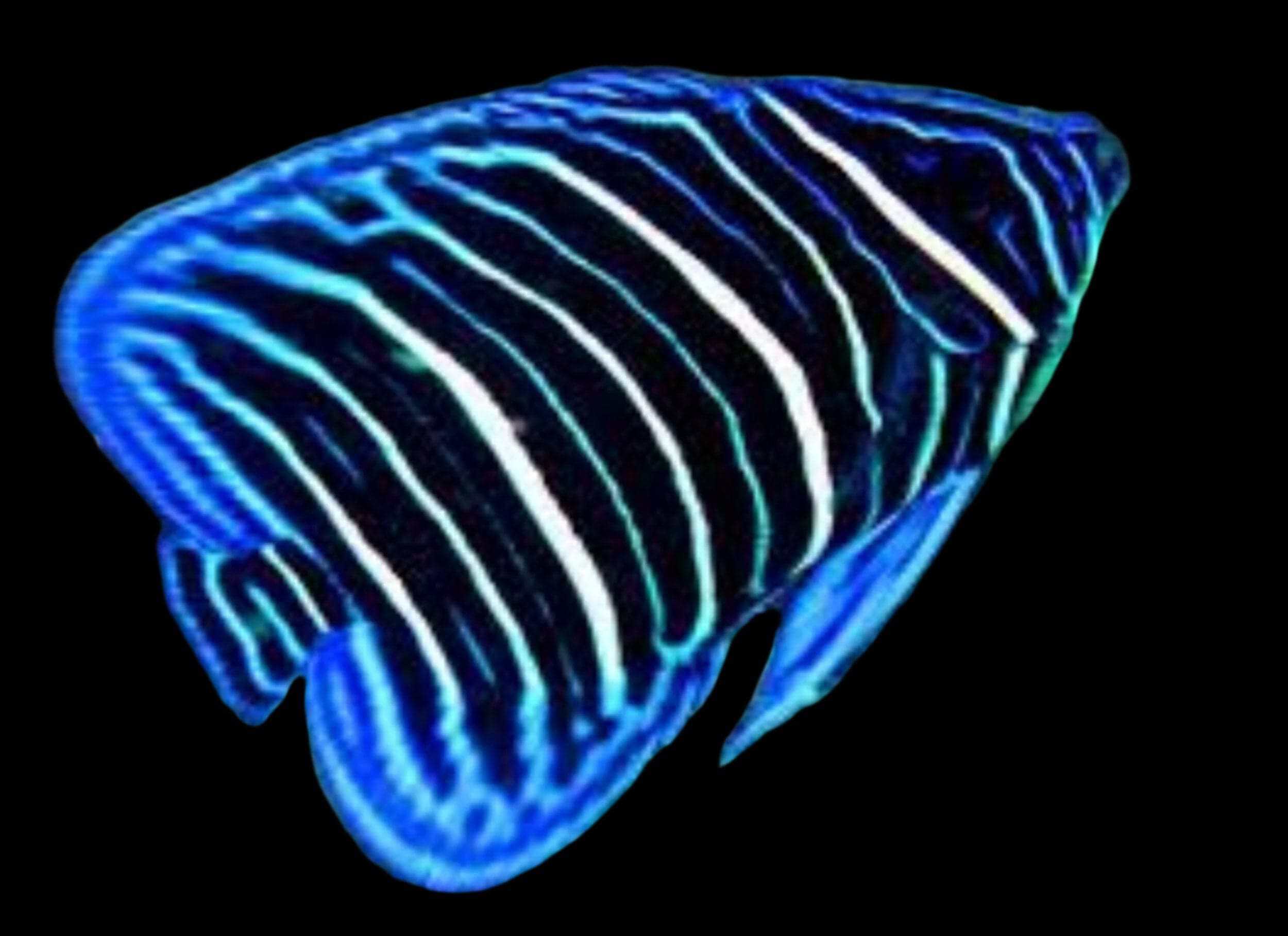 Annularis Angel; Juv - Pomacanthus annularis