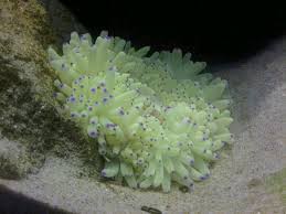 Sebae Anemone; Colored - Heteractis crispa