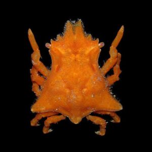 Crab: Sponge; Atl.