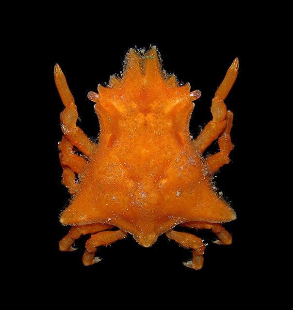 Sponge Crab; Atl. - Sphaerodromia sp.