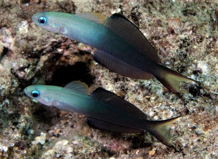 Scissortail Goby - Ptereleotris evides