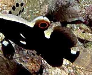 Goby: White Cap