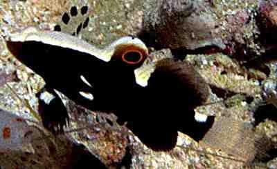 Goby: White Cap
