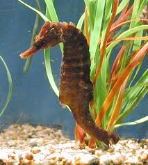 Erectus Seahorse; Color; Atl. - Hippocampus erectus
