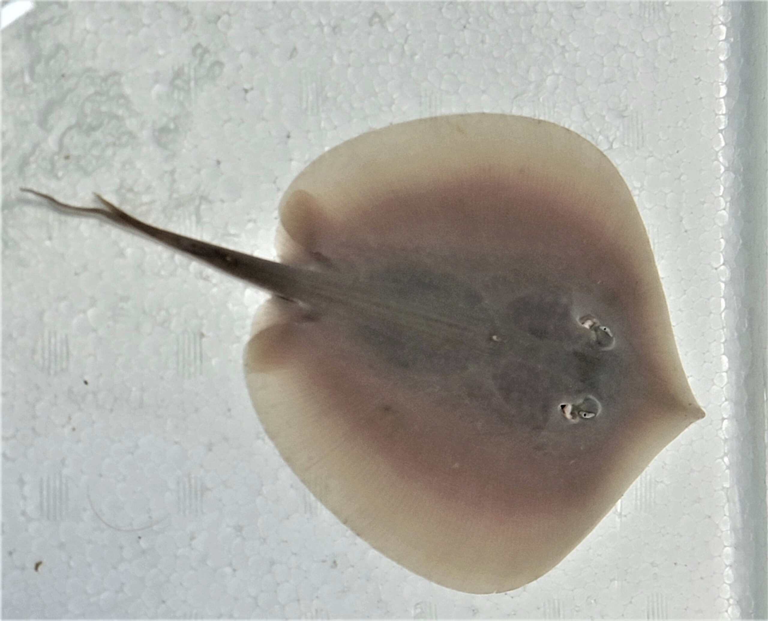 Stingray: Mangrove Dwarf