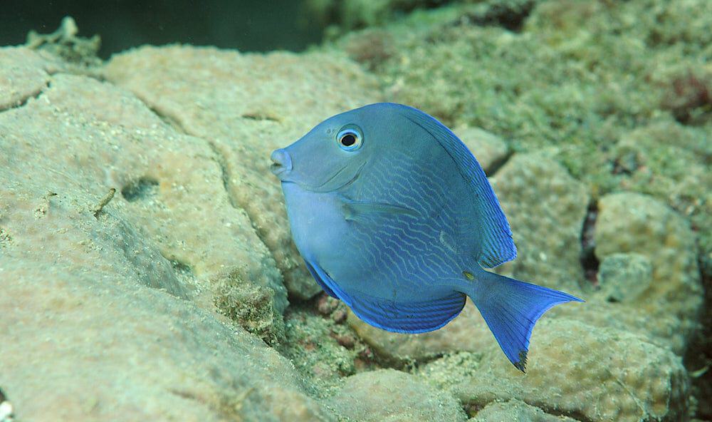 Atlantic Blue Tang - Acanthurus coeruleus